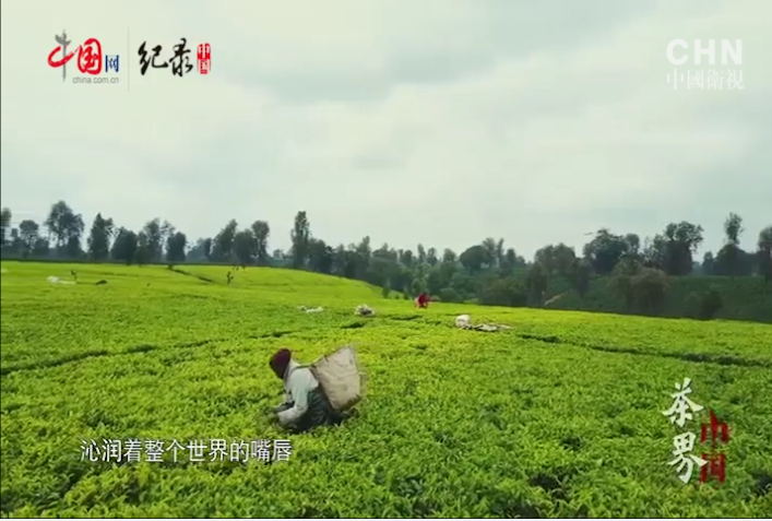 《茶界中国》第五集：人间生草木